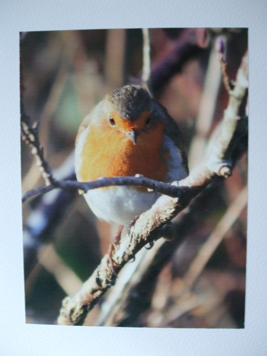 Photo of a Robin on a Christmas card.
