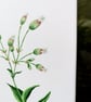 Bladder Campion Acrylic Painting  - Image 4