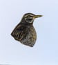 Female Eurasian Blackbird Acrylic Portrait Painting  - Image 2