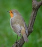 Pack of 6 Robin Cards - Image 7