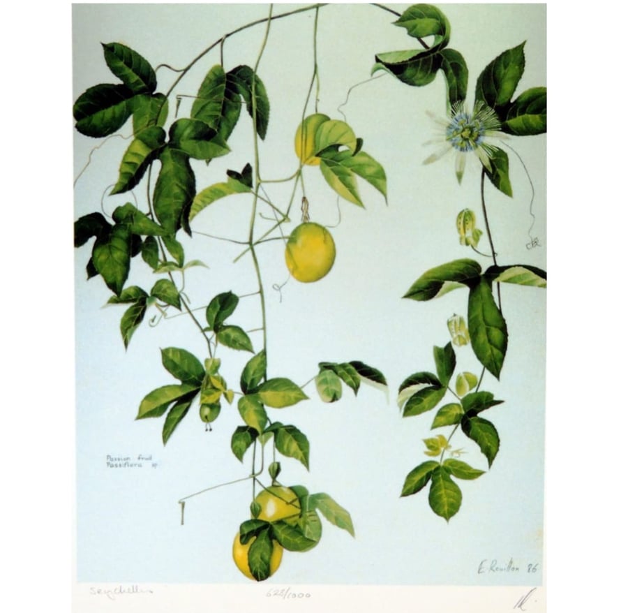 Tropical Fruit Botanical Fine Art Print Beautiful Affordable Jungle  Botanical  