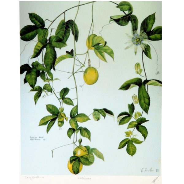 Tropical Fruit Botanical Fine Art Print Beautiful Affordable Jungle  Botanical  