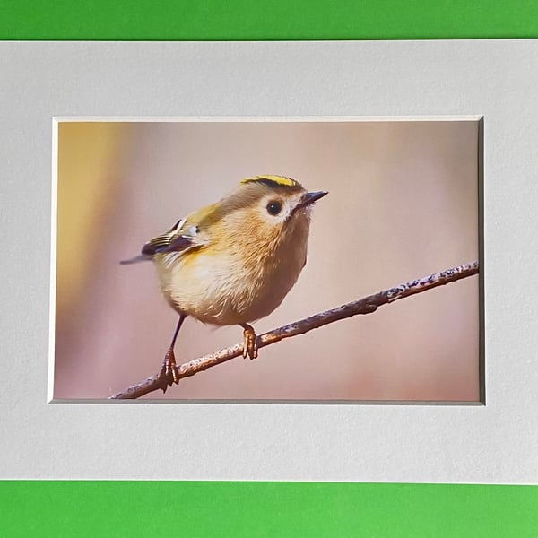 Goldcrest Bird on a Branch - Photograph with White Mount and Backing Board