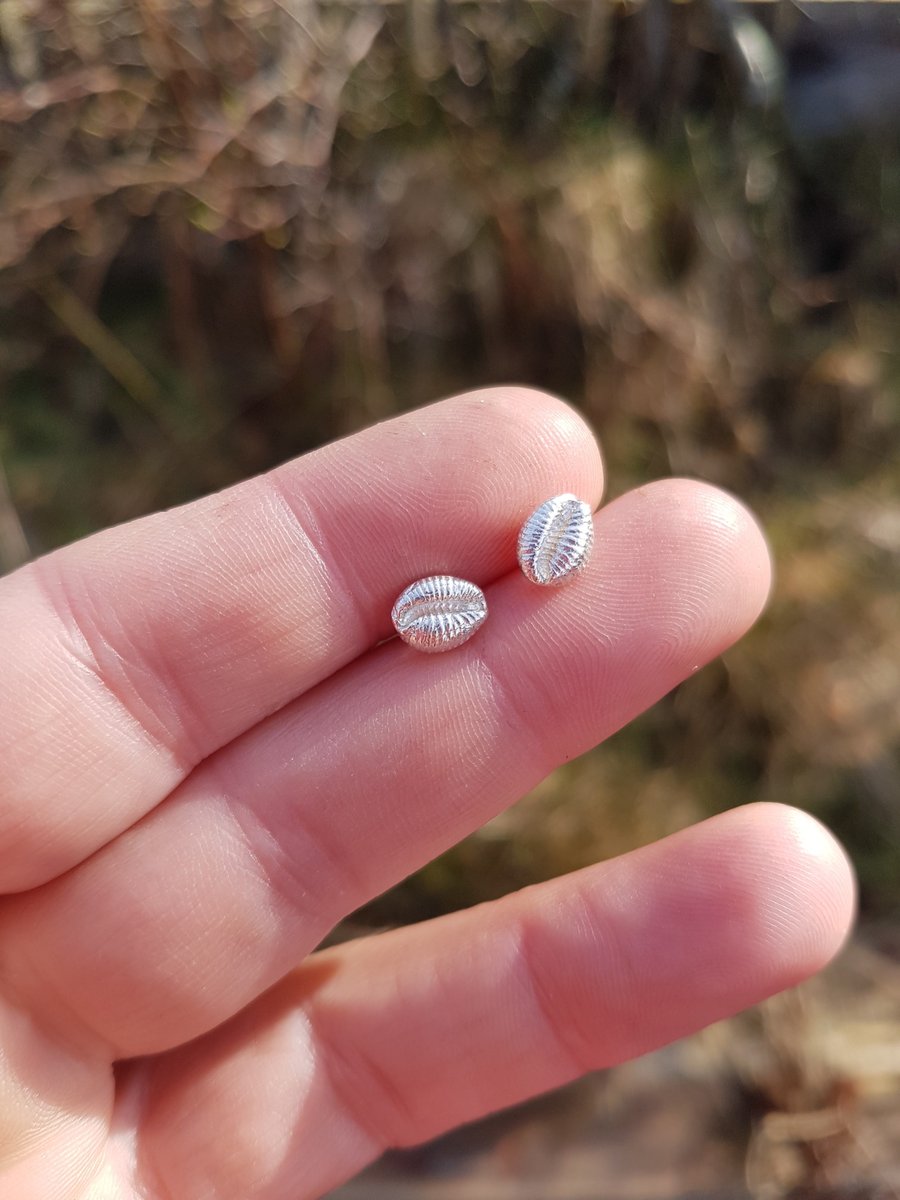 Cowrie Ear Studs small