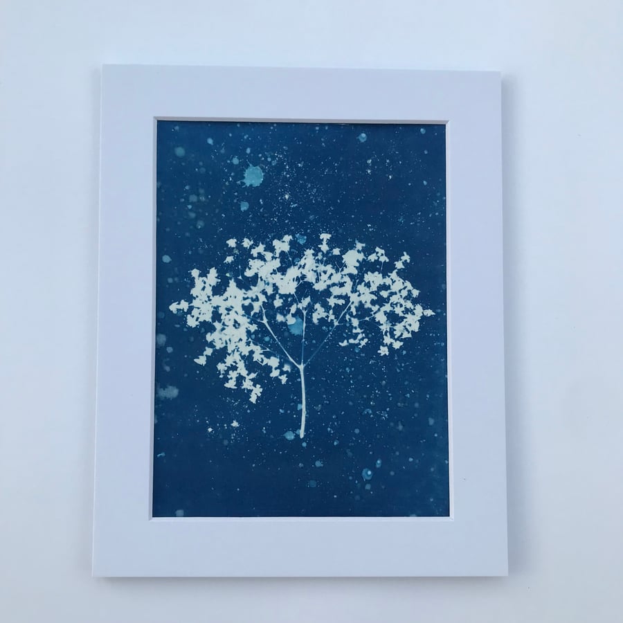 Elderflower, umbels of lovliness, in this Cyanotype Original.