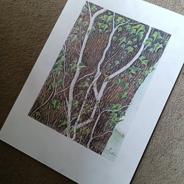 IVY STEMS