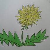 dandelion and clover