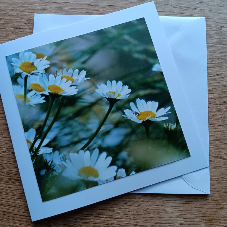 Wild Daisies Large Square Photographic Card 6" x 6" Blank
