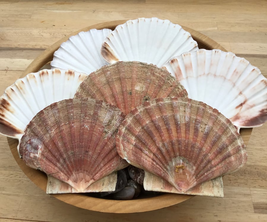 Seven Large Natural Flat Scallop Clam Shells for Crafting or Photography Prop.