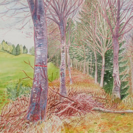 Red Line, Bodenham Arboretum, Worcestershire - Original Watercolour Painting