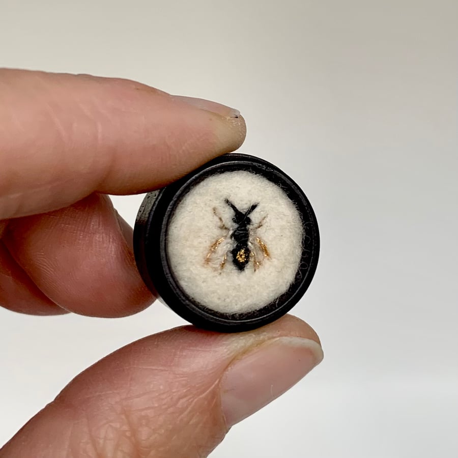 157b Andrena minutuloides or Plain Mini-miner - Bee art - Vintage art