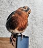 Friendly Robin Encounter Square Photographic Card Size 6" x 6"  - Image 2