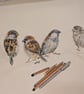 Sparrows, an A4 or A3 signed print of an original drawing - Image 6