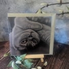 'Miss Purrrfection' Blank Greetings Card 