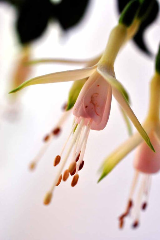 White Fuchsia Hawkshead Summer Flower Photograph Print