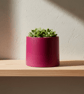 Small Magenta Plant Pot - 7.5 cm Vibrant Fuchsia Mini Succulent Pot