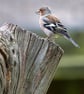 Chaffinch - Hand-signed Original Framed Photo - Image 2