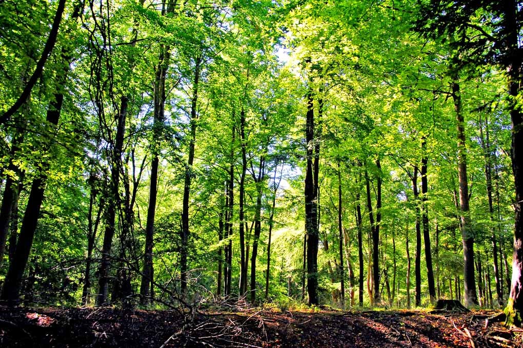 Blackwood Forest Winchester Hampshire Photograph Print