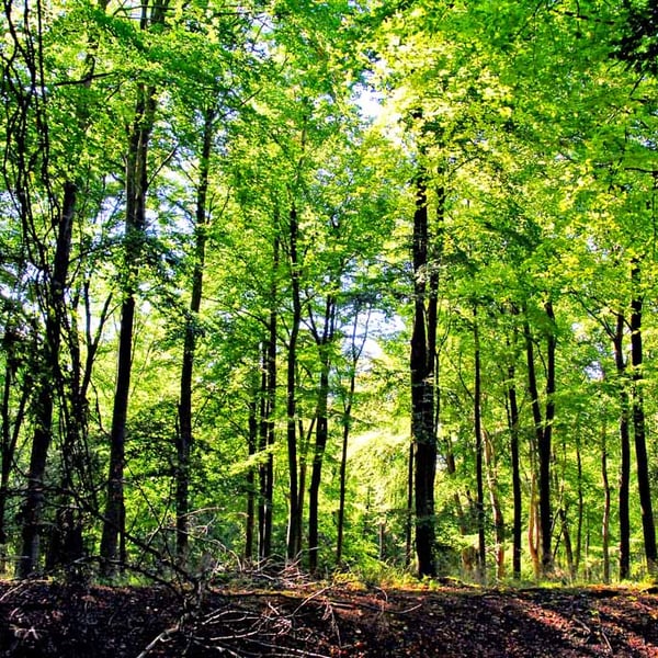 Blackwood Forest Winchester Hampshire Photograph Print