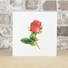 Valentine's Card Red Rose