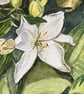 Garden Lilies - Original Watercolour Painting - Image 4