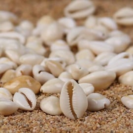 Golden Ringtop Cowrie Shells,