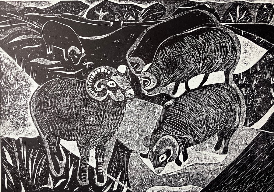 Hebredian Sheep Far Ings 