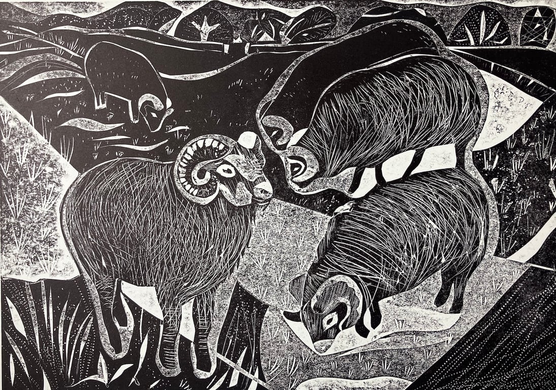 Hebredian Sheep Far Ings 