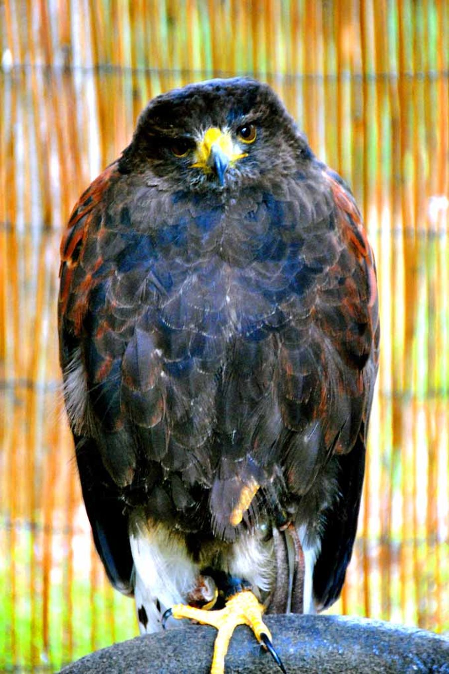 Harris Hawk Bird Of Prey Photograph Print