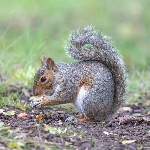 Grey Squirrel - Mounted and Hand Signed A4 Photograph. Limited Edition (1 of 5)