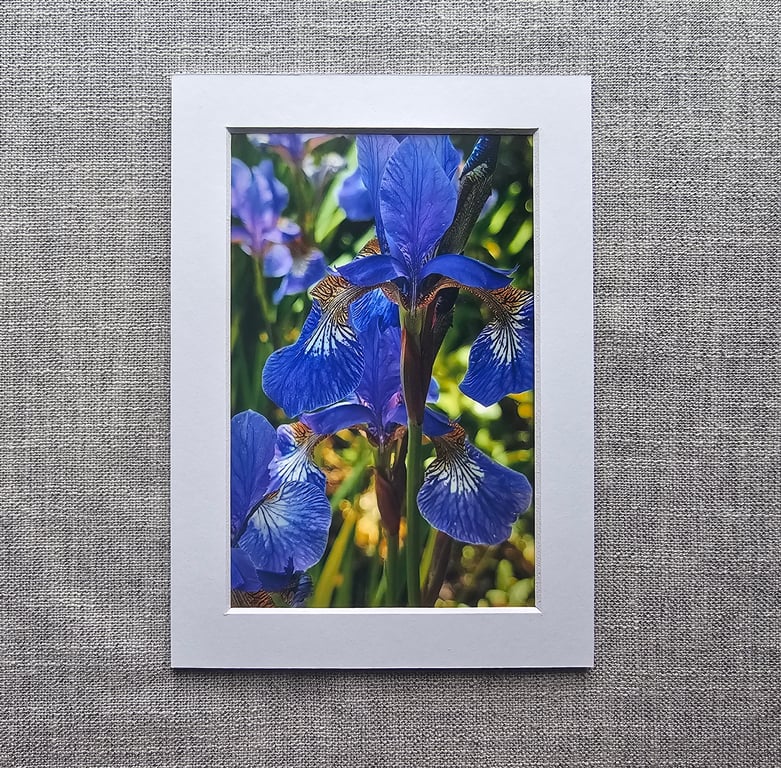 Blue Irises 6" x 4" (15cm x 10cm) Photo Print with White Mount 