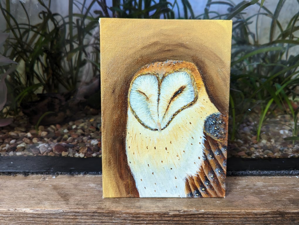 Peeping Barn Owl Acrylic Painting 