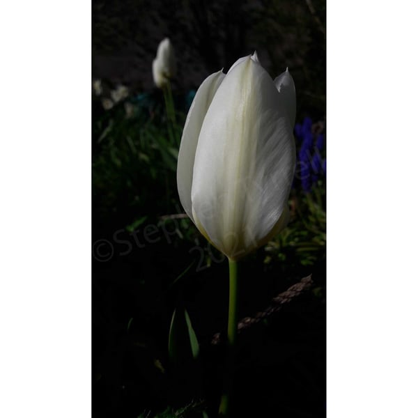 White Tulip Flower -photographic print