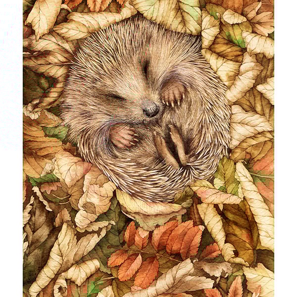 Sleeping Hedgehog print by Valerie Greeley