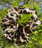 Leopard print mega scrunchie! - Image 2