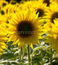 Sunflowers Canvas Print ready to hang - Image 3