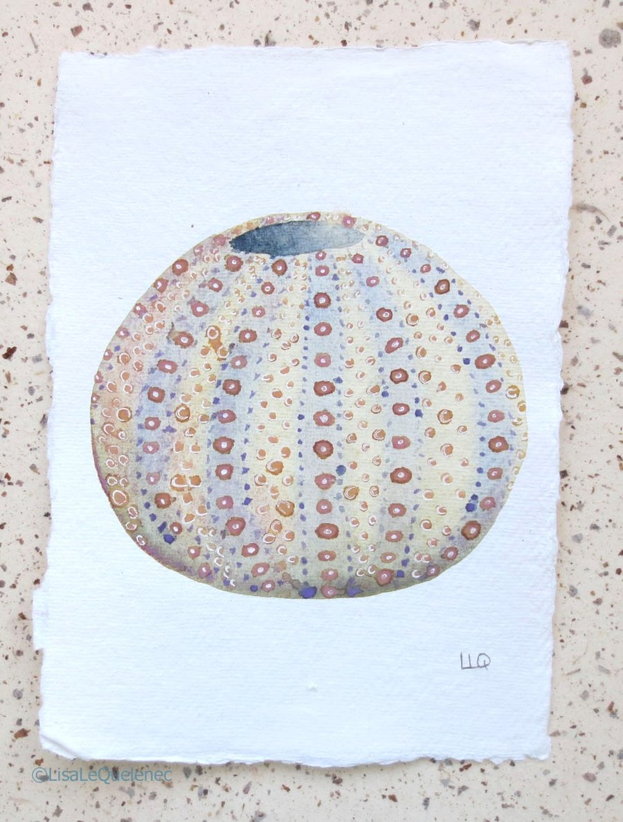 Sale Original watercolour painting of a sea urchin coastal decor art seaside 