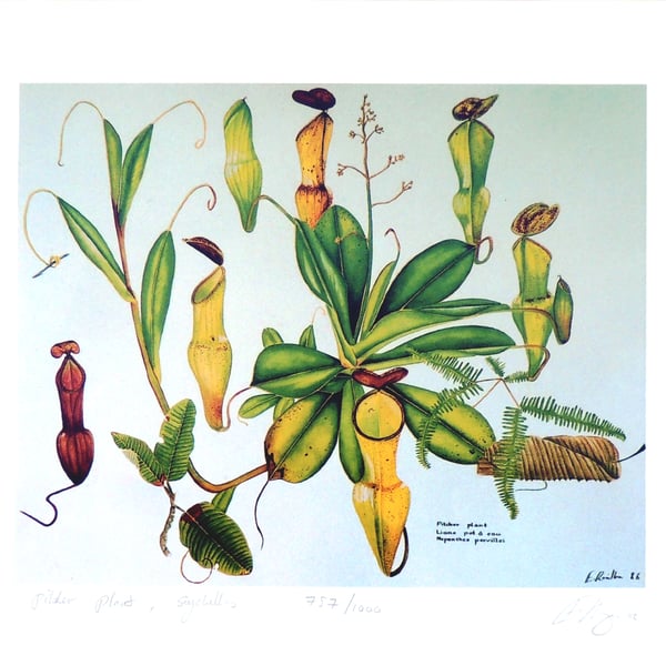Tropical Plant Botanical Fine Art Print Pitcher Plant  Botanical 