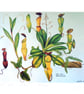 Tropical Plant Botanical Fine Art Print Pitcher Plant  Botanical 