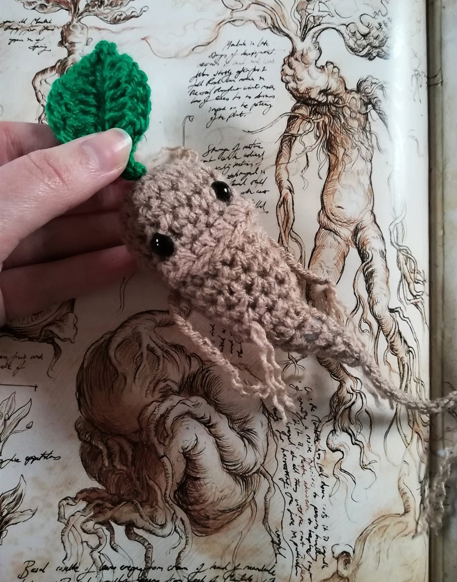 Charity Mandrake Seedling 