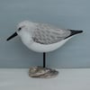 Sanderling on oyster shell