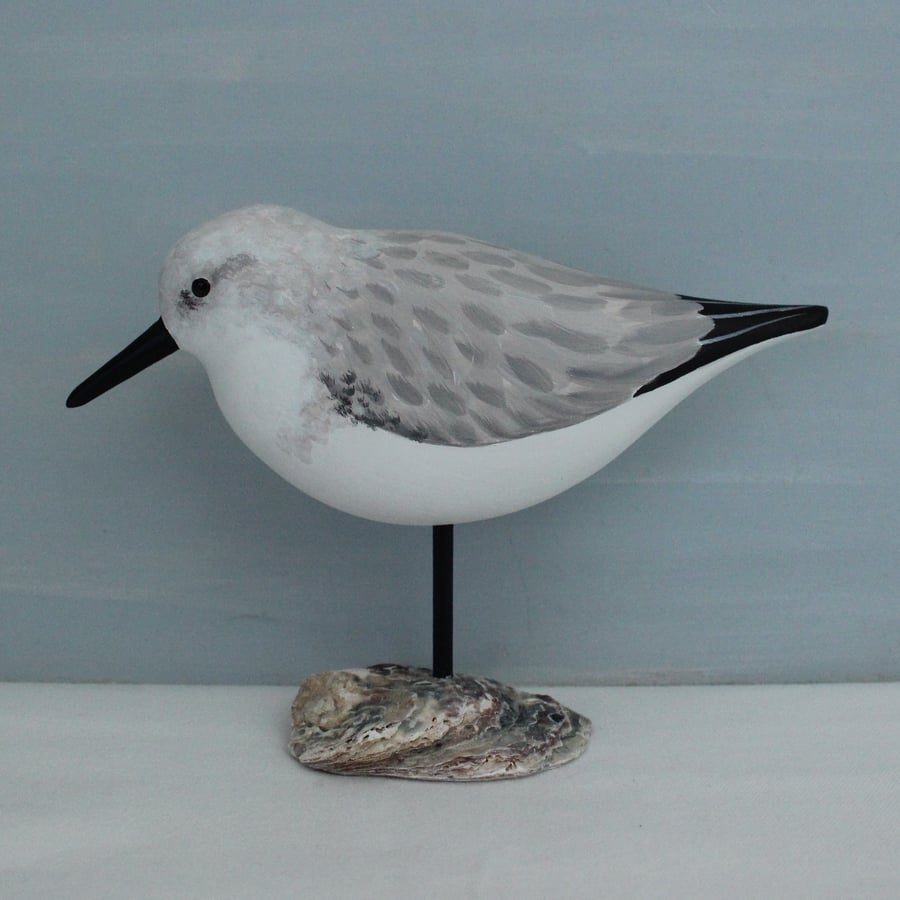 Sanderling on oyster shell