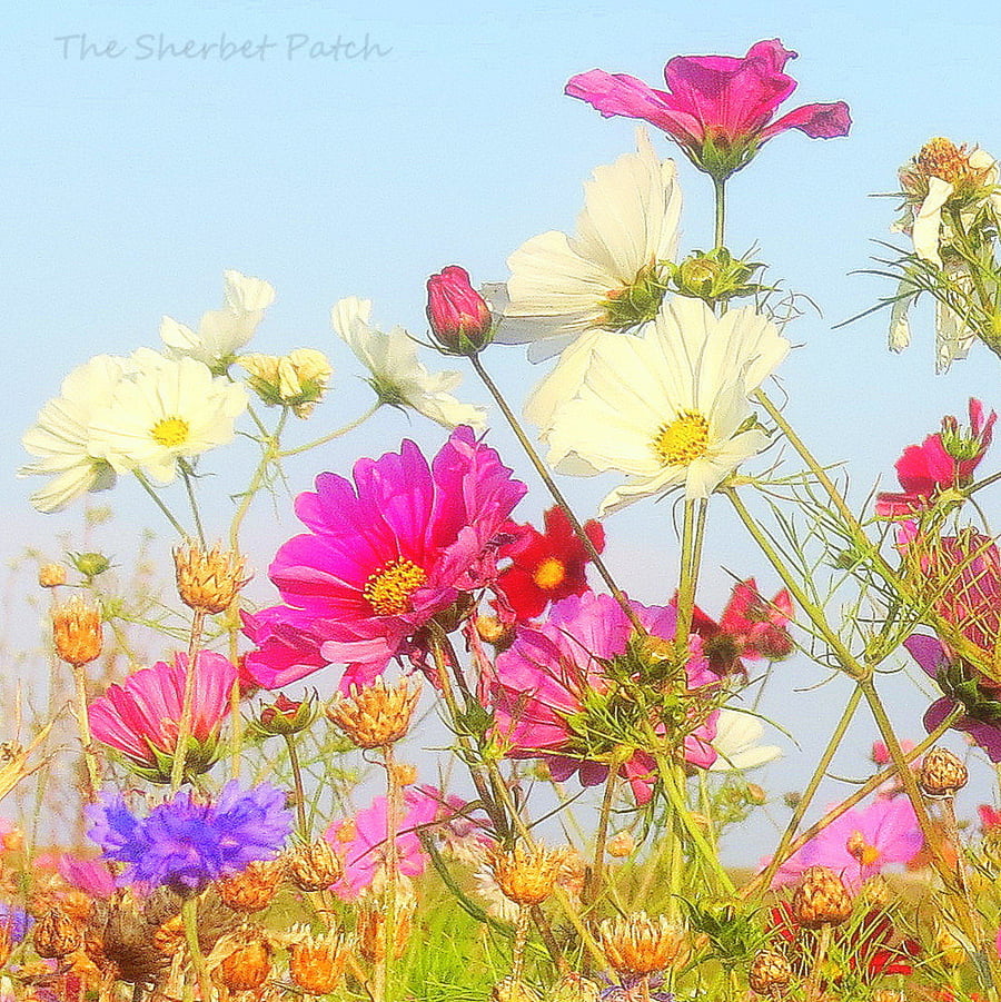Summer meadow, a bee's eye view. A 20cm x 20cm Print. (8 x 8 inches)