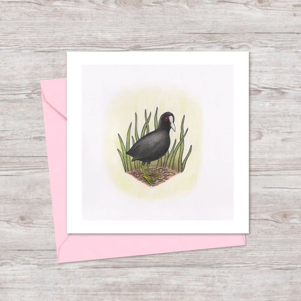 Coot Greeting Card: Hand Drawn Wildfowl Bird Illustration (220)