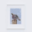 Wood Pigeon Art Print - 5x7 inches