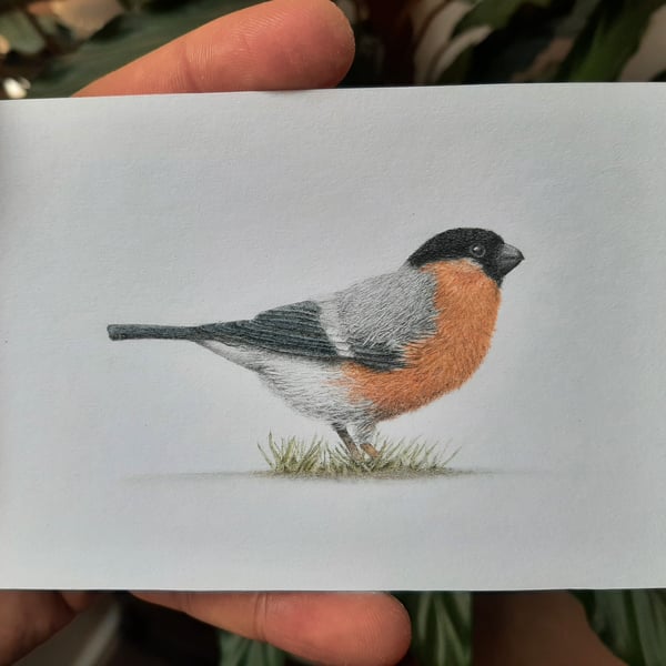 Bullfinch Original Illustration - Miniature Drawing - Wildlife Art