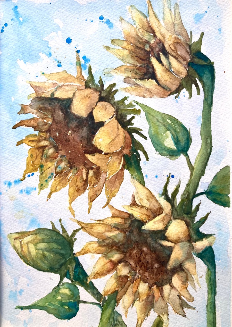 Original watercolour painting of Sunflowers