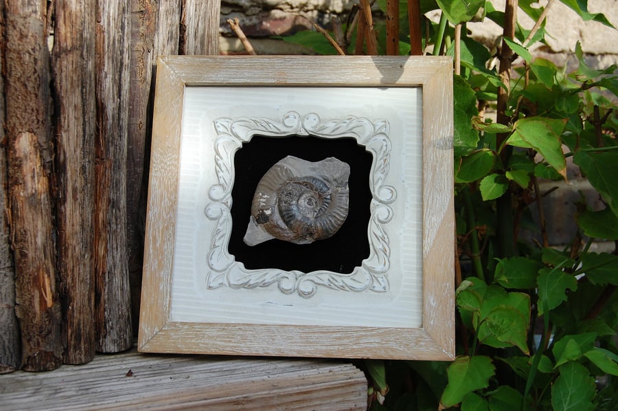 Ammonite in a shabby chic frame