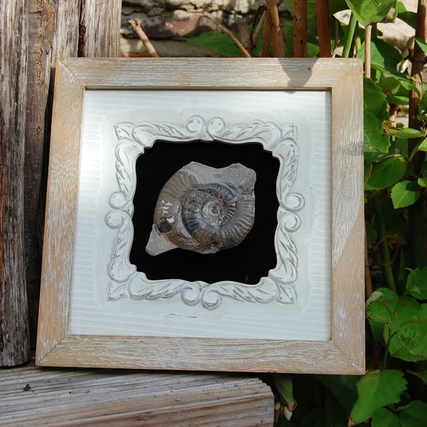 Ammonite in a shabby chic frame