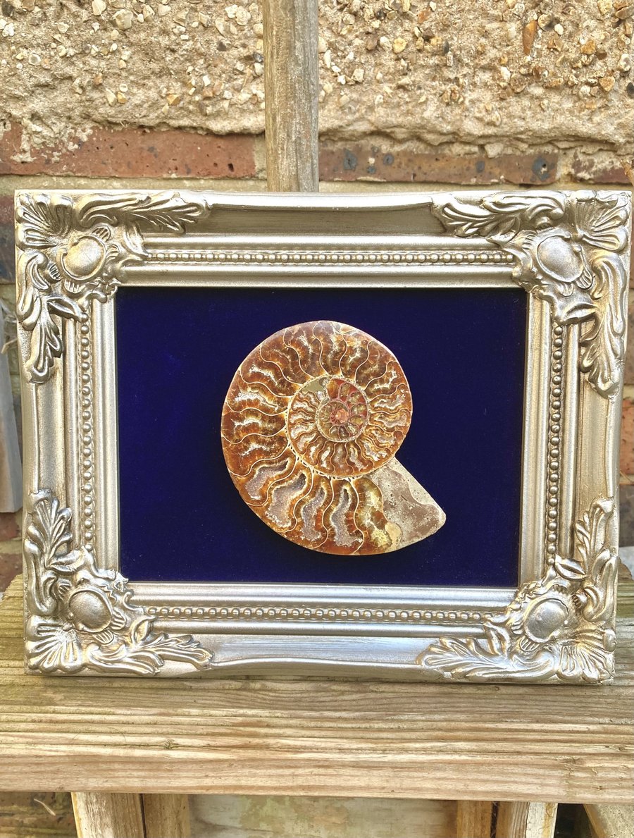 Polished Ammonite display